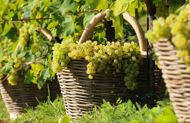 Vendemmia