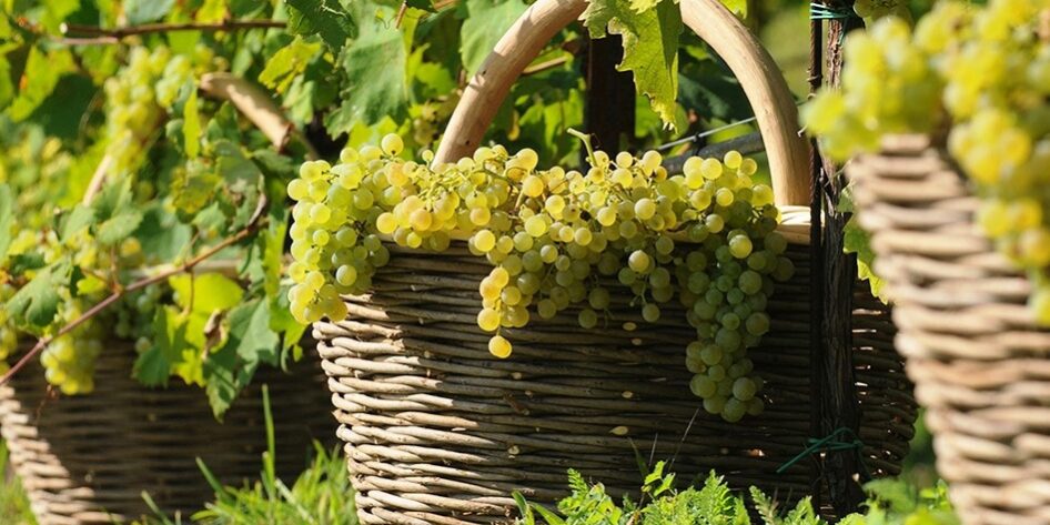 Vendemmia (2) Vendemmia