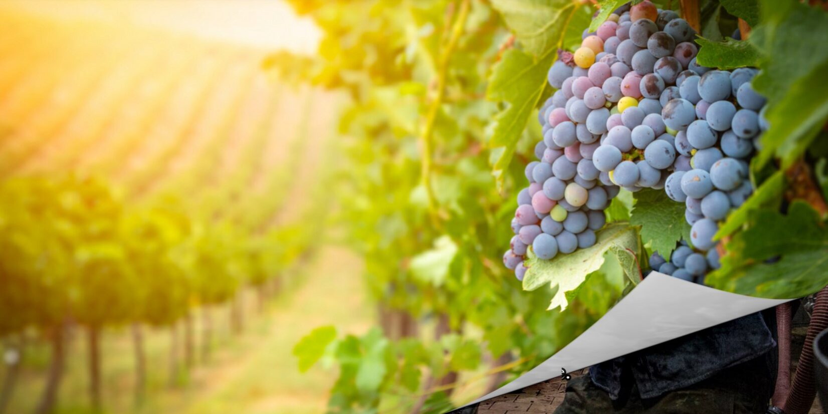 vin1